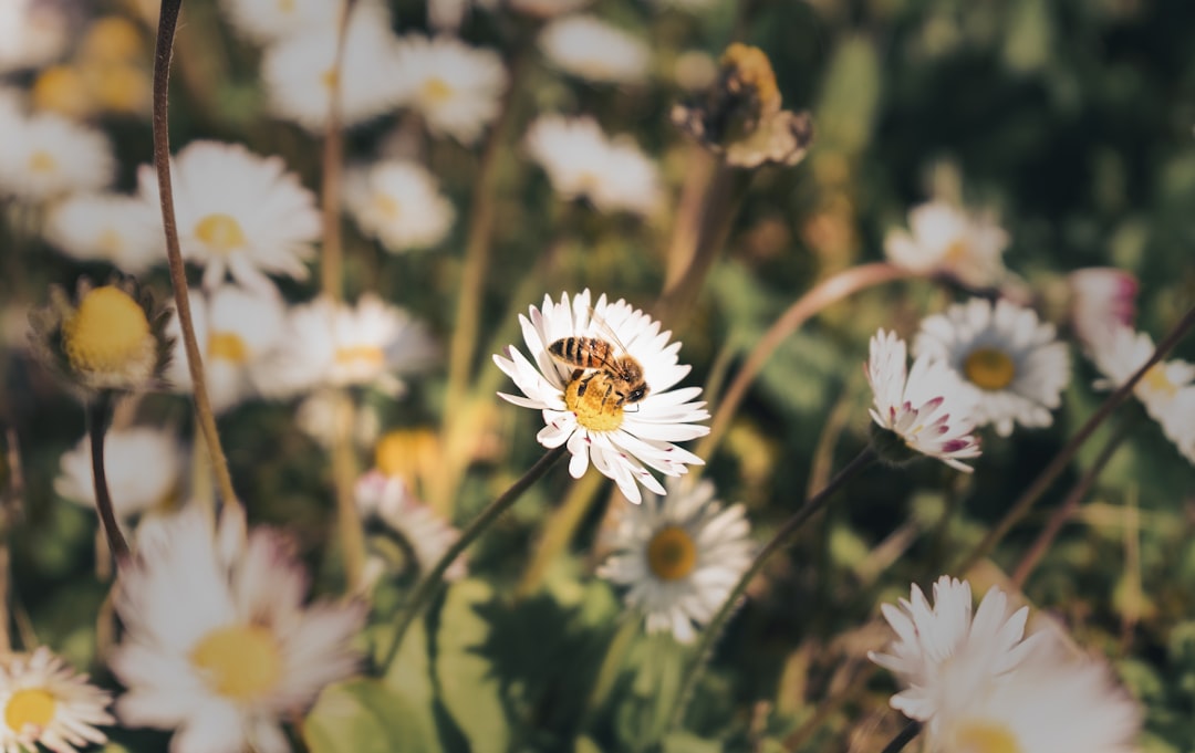 Calcul de Rentabilité et Amortissement de Botanique Mellifère & Environnement