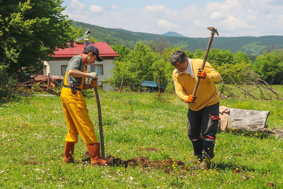 Plan d'Action Idéal : Concrétiser Santé des Abeilles & Traitements sans Stress