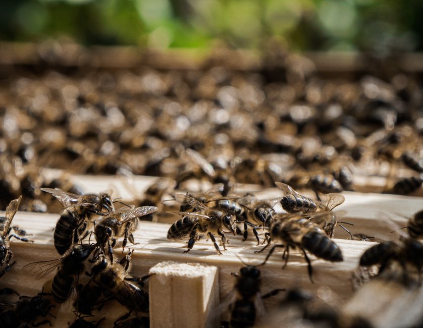 Réglementation et Normes 2026 pour Santé des Abeilles & Traitements en France
