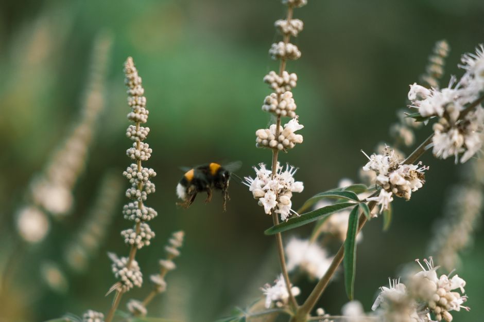 Santé des Abeilles & Traitements en Ville et Logement Urbain : Guide Pratique
