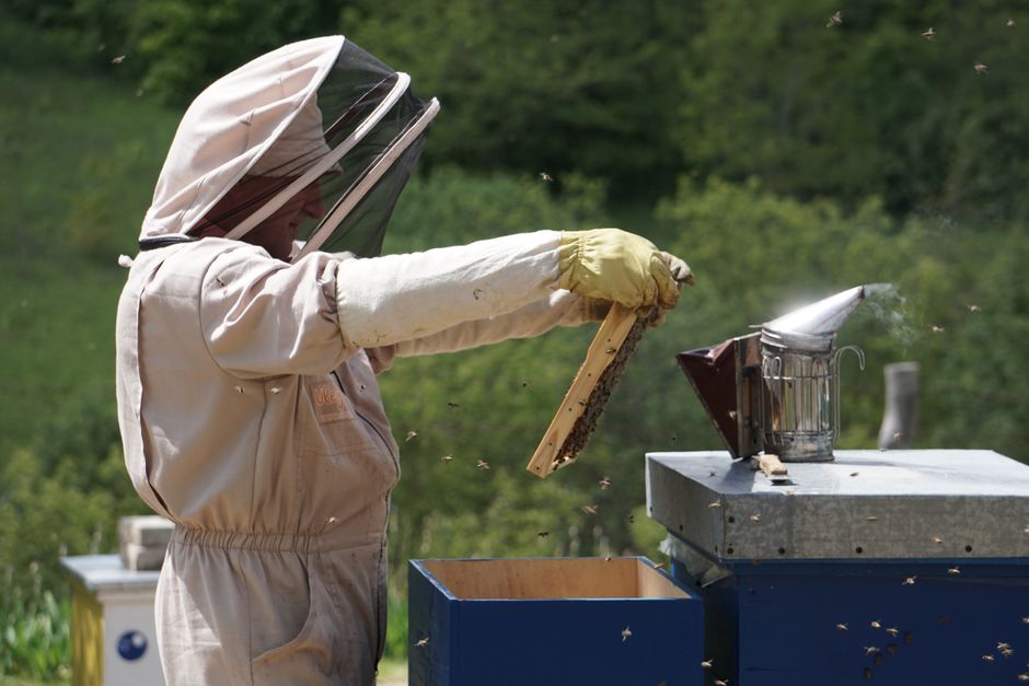 Santé des Abeilles & Traitements pour Débutants : Le Guide Essentiel de Démarrage
