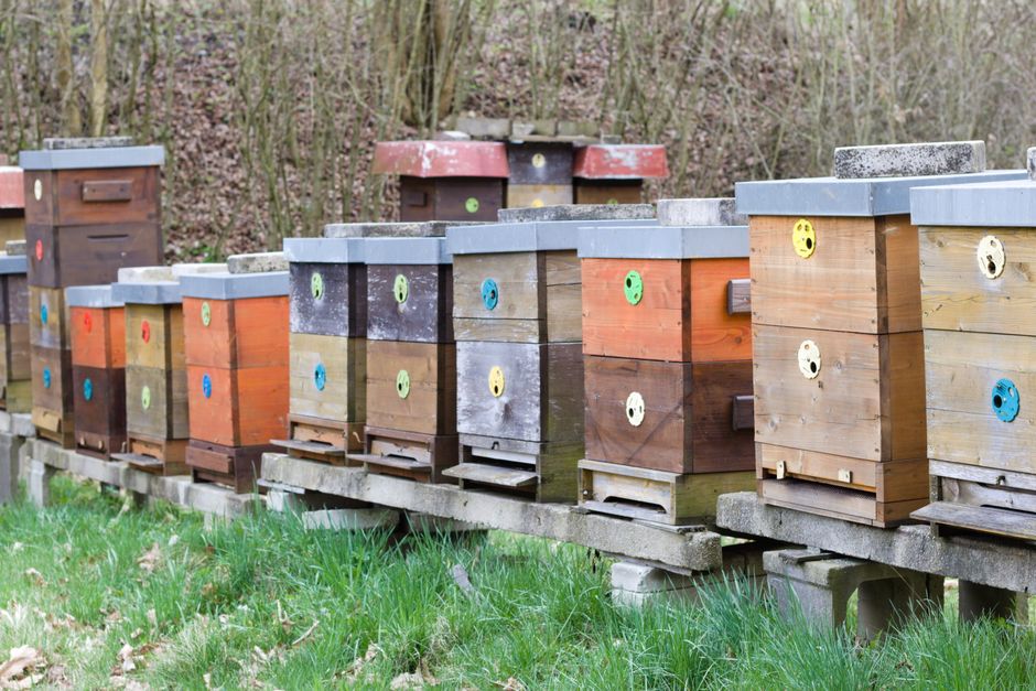 Sécurité et Normes Indispensables pour Botanique Mellifère & Environnement