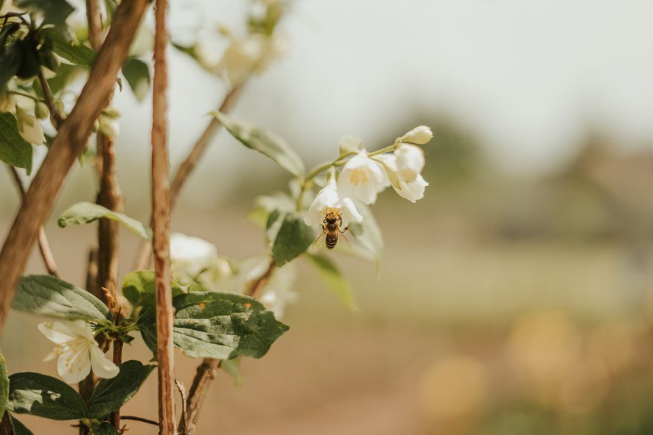 Sécurité et Normes Indispensables pour Santé des Abeilles & Traitements